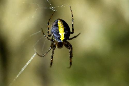 Réf. 324 360 : Metellina merianae